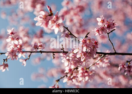 Rosa Kirschblüten in voller Blüte Stockfoto