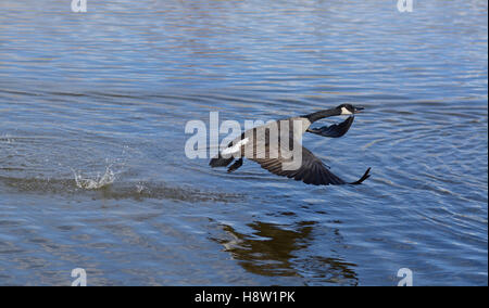 Kanada-Gans abheben und fliegen über See Stockfoto