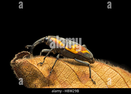 Neotropische Rüsselkäfer (Curculionidae), Choco Rainforest, Canande River Nature Reserve, Ecuador Stockfoto