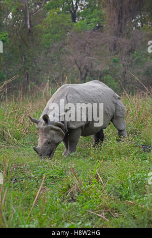 Einem gehörnten Nashorn (Rhinoceros Unicornis) Weiden in Chitwan Nationalpark, Nepal, Südasien Stockfoto