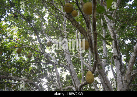 Jackfrüchte (Artocarpus Heterophyllus) mit reifen Früchten, Asentamento Areia, Trairão Bezirk, Pará, Brasilien Stockfoto