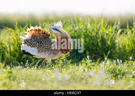 Männliche Großtrappe (Otis Tarda), umwerben Haltung, Extremadura, Spanien Stockfoto