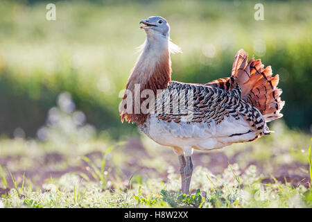 Männliche Großtrappe (Otis Tarda), umwerben Haltung, Extremadura, Spanien Stockfoto