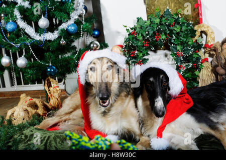 Barsoi Welpen als Weihnachtsmann verkleidet Stockfoto