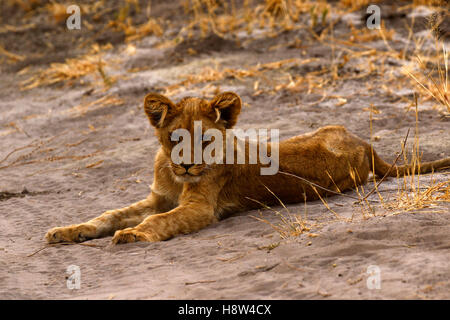 Verschlafene Löwen in der Hitze des Tages bewegen kaum suchen Schatten oder eine bequemere Position, während jungen unruhig sind Stockfoto