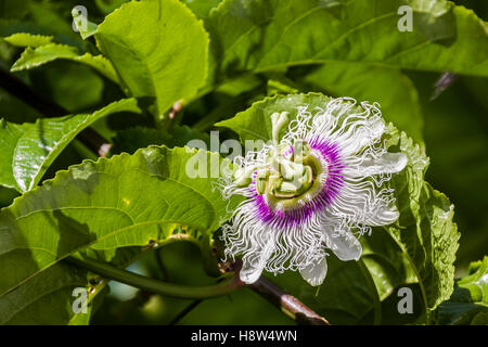 Nahaufnahme von bunten Blumen und grünen Blättern von Granadilla Passionsfrucht Pflanze im Garten Stockfoto