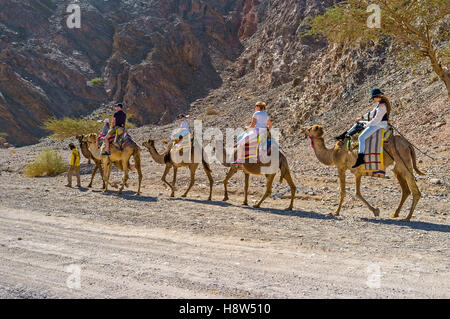 Die Kamel-Safari Masiv Eilat Nature Reserve ist die beliebte Touristenattraktion Stockfoto