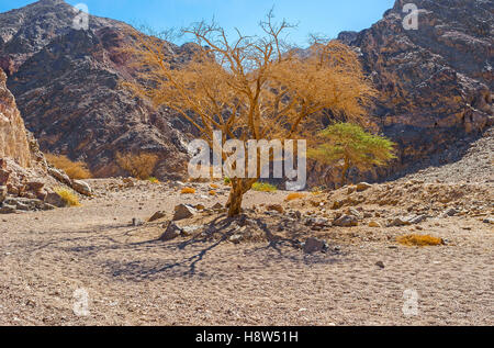 Die malerische Kameldornbäume - Acacia Erioloba in Bergen Tal von Eilat, Israel. Stockfoto