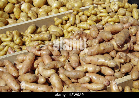 Fingerling Kartoffelsorten in Holzkisten für Markt angezeigt Stockfoto