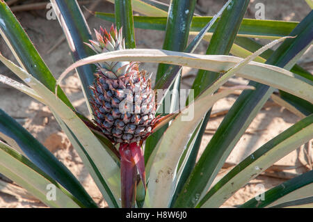 Ananas, wächst auf einer Wiese außerhalb Hua Hin, Thailand Stockfoto