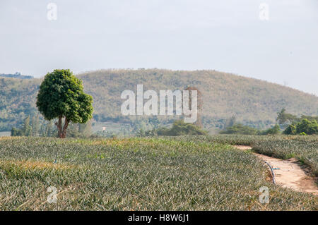 Ananas-Feld auf dem Land außerhalb Hua Hin, Thailand Stockfoto