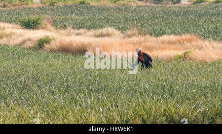 Thai-Mann arbeitet in einer Ananas-Feld in der Landschaft südlich von Hua Hin, Thailand Stockfoto