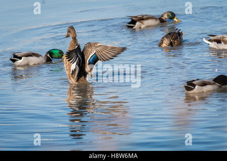 Canard et Zuckerrohr Colvert sur un Etang Camargue Frankreich Stockfoto