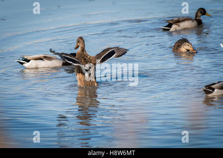 Canard et Zuckerrohr Colvert sur un Etang Camargue Frankreich Stockfoto