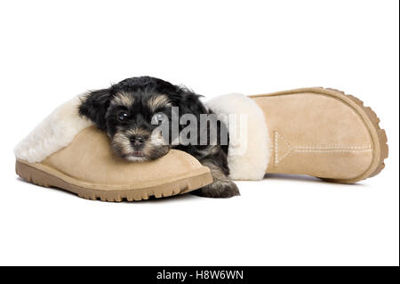 Süße Havaneser Welpen Hund liegt auf einem Pantoffel und warten auf ihre Besitzer Stockfoto