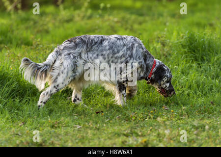 Niedliche blaue Belton Englisch Setter Hund schnüffeln und suchen auf einer Frühlingswiese Stockfoto