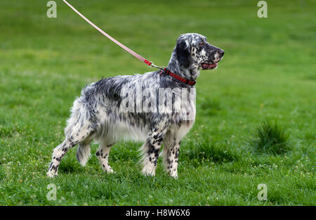 Niedliche blaue Belton Englisch Setter Hund steht in einem Frühling blühende Wiese und Blick in die Ferne Stockfoto