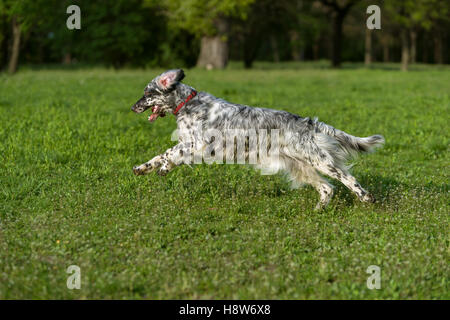 Niedliche blaue Belton Englisch Setter Hund läuft schnell Kreuz auf eine blühende Frühlingswiese Stockfoto