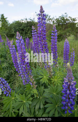 Stauden-Lupine, Vielblättrige Lupine, Staudenlupine, Lupinen, Lupinus Polyphyllus Lupine großer-blättrig, Big-leaved Lupine, Garde Stockfoto