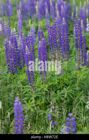 Stauden-Lupine, Vielblättrige Lupine, Staudenlupine, Lupinen, Lupinus Polyphyllus Lupine großer-blättrig, Big-leaved Lupine, Garde Stockfoto