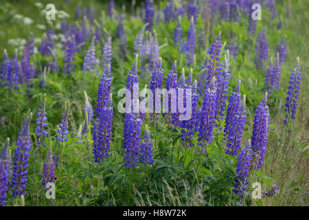 Stauden-Lupine, Vielblättrige Lupine, Staudenlupine, Lupinen, Lupinus Polyphyllus Lupine großer-blättrig, Big-leaved Lupine, Garde Stockfoto