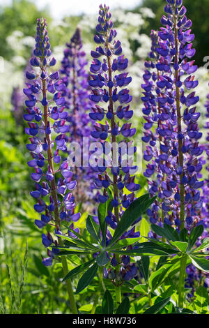 Stauden-Lupine, Vielblättrige Lupine, Staudenlupine, Lupinen, Lupinus Polyphyllus Lupine großer-blättrig, Big-leaved Lupine, Garde Stockfoto