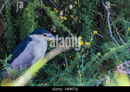 Bihoreau gris, Parc Ornithologique du Pont de Gau, Parc Naturel Regional de Camargue Bouches-du-Rhone, Saintes Maries de la Mer F Stockfoto