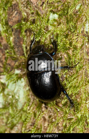 Waldmistkäfer, Wald-Alltagsrealität, Alltagsrealität, Anoplotrupes Stercorosus, Geotrupes Stercorosus, Rosskäfer, gemeinsame Dor Käfer, Geotrup