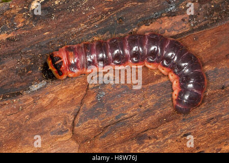 Weidenbohrer, Holzfressende Raupe Vom Schmetterling, Weiden-Bohrer, Cossus Cossus, Ziege Motte Stockfoto