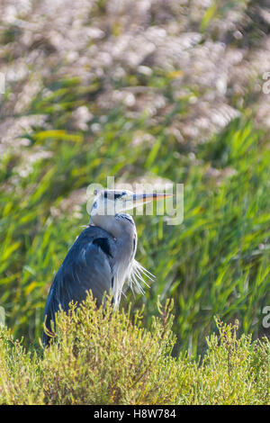 Héron Cendré, Ardera Cinerea, Pont de Gau Camargue Frankreich Stockfoto