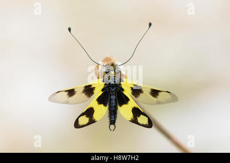 Oestliches Schmetterlingshaft, Libelloides Macaronius, Ascalaphid Owlfly aus Kroatien Stockfoto