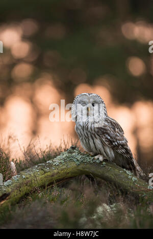 Habichtskauz / Habichtskauz (Strix Uralensis) sitzen auf einem alten Stück Holz, am Rand eines Waldes, bei Sonnenaufgang, bei Gegenlicht. Stockfoto