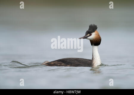 Haubentaucher / Haubentaucher (Podiceps Cristatus) schwimmen auf ruhigem Wasser, über seine Schulter, aufmerksam. Stockfoto