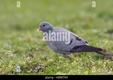 Hohltaube / Hohltaube (Columba Oenas) auf der Suche nach Nahrung, auf Grünland, Weide, seltene Arten, Ganzkörper, Seitenansicht, in der Nähe. Stockfoto