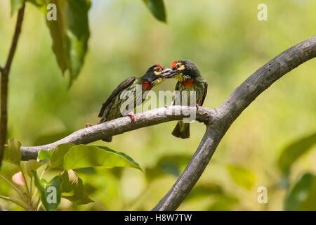 Tropische Vögel küssen. Zwei Kupferschmiede - Megalaima haemacephala barbets - zusammen gehockt und Küssen in Baum am Lake Toba, Nord Sumatra, Indonesien Stockfoto