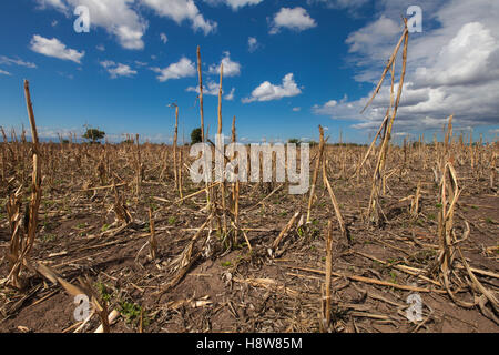 Ein Feld der Toten Maispflanzen unter blauem Himmel in Chikwawa District, südliche Malawi, während der schweren Dürre im 2016 durch El Niño verursacht. Stockfoto