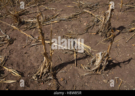 Ein Feld der Toten Maispflanzen unter blauem Himmel in Chikwawa District, südliche Malawi, während der schweren Dürre im 2016 durch El Niño verursacht. Stockfoto