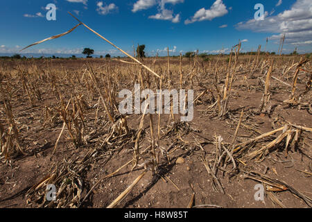 Ein Feld der Toten Maispflanzen unter blauem Himmel in Chikwawa District, südliche Malawi, während der schweren Dürre im 2016 durch El Niño verursacht. Stockfoto