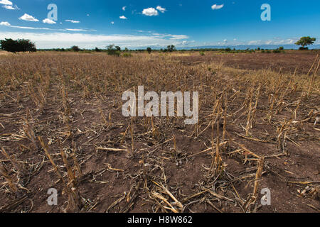 Ein Feld der Toten Maispflanzen unter blauem Himmel in Chikwawa District, südliche Malawi, während der schweren Dürre im 2016 durch El Niño verursacht. Stockfoto