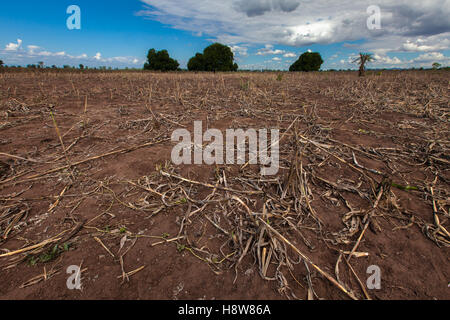 Ein Feld der Toten Maispflanzen unter blauem Himmel in Chikwawa District, südliche Malawi, während der schweren Dürre im 2016 durch El Niño verursacht. Stockfoto