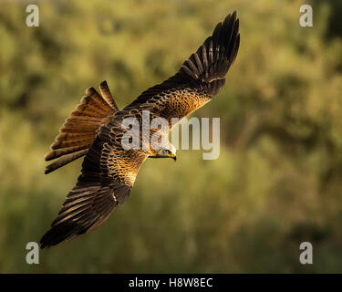 Milvus Milvus, roten Drachen Stockfoto