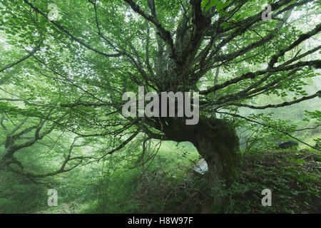 Baum in Wald Stockfoto