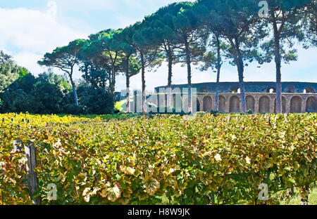 Die Weinreben im Garten neben dem antiken Amphitheater, Pompeji, Italien. Stockfoto