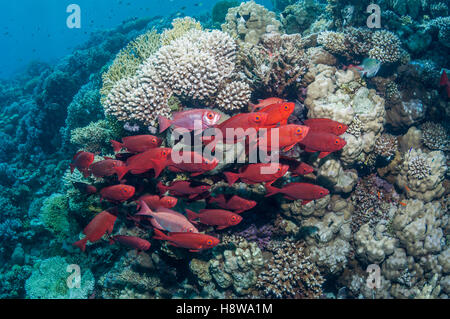 Großes Auge oder Goggle-Eye (Priacanthus Hamrur).  Ägypten, Rotes Meer. Stockfoto