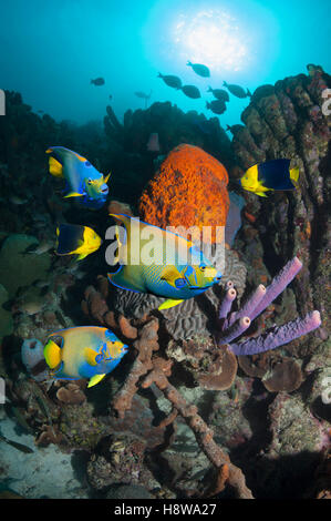 Königin-Kaiserfisch (Holacanthus Ciliaris) und ein paar Felsen Schönheiten (Holacantus Tricolor) schwimmen über Korallenriff mit Schwämmen Stockfoto