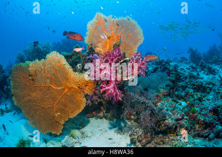 Gorgonien [Annella Mollis] und Weichkorallen [Dendronephthya SP.] mit einer Koralle Hind [Cephalopholis Miniata] am Korallenriff. Stockfoto