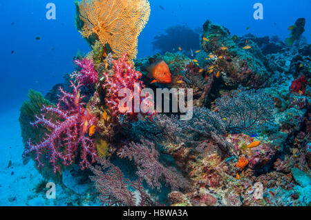 Gorgonien [Annella Mollis] und Weichkorallen [Dendronephthya SP.] mit einer Koralle Hind [Cephalopholis Miniata] am Korallenriff. Stockfoto