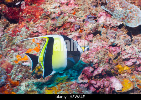 Maurische Idol (Zanclus Cornutus) schwimmen vorbei Korallenriff Wand mit Inkrustieren Schwämmen und Algen.  Bunaken, Nord-Sulawesi, Stockfoto