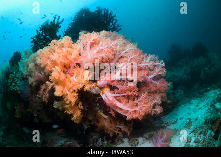 Großer Busch Baum Koralle (Scleronephthya sp).  Rinca, Komodo National Park, Indonesien. Stockfoto