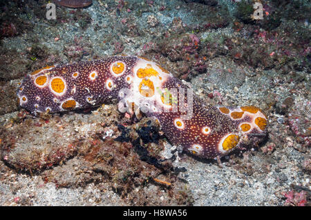 Leopard Seegurke [Bohadschia Argus].  Lembeh, Sulawesi, Indonesien. Stockfoto